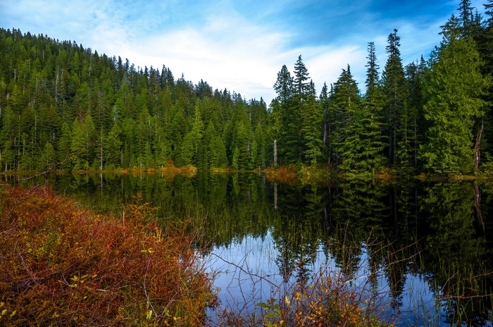 Lake and Forest Reflection in Ashland Lakes, USA