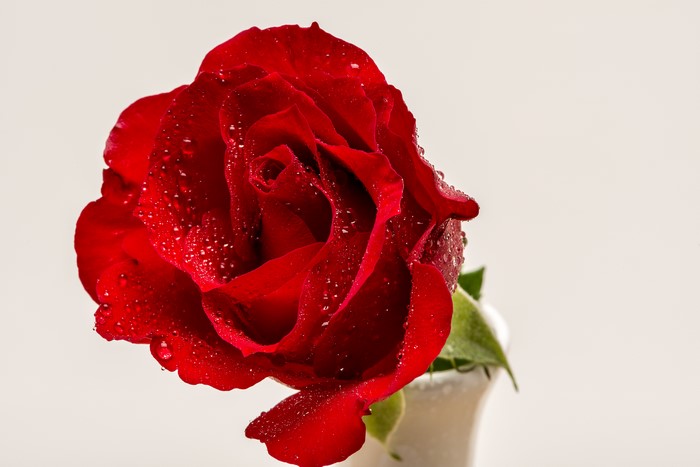 Red Rose with Water Drops in a Vase