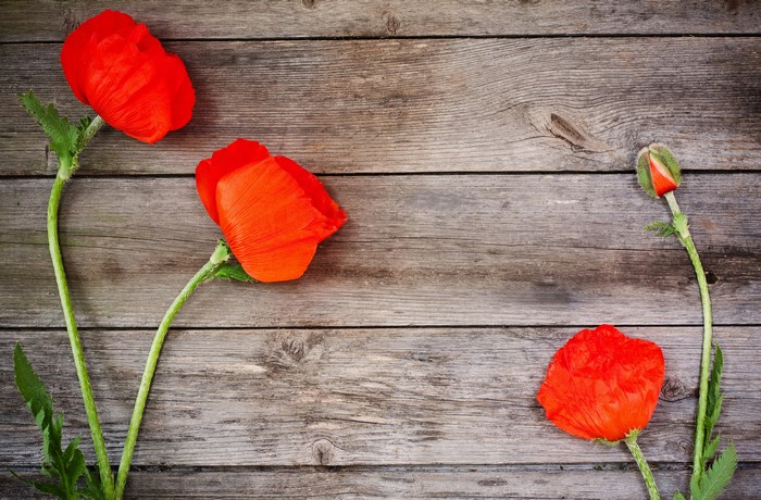 Red Poppies on Wood Planks