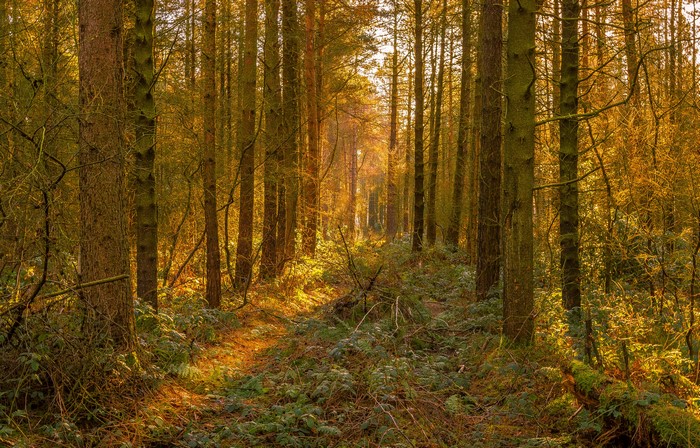 Sunlight filtering through a forest in autumn