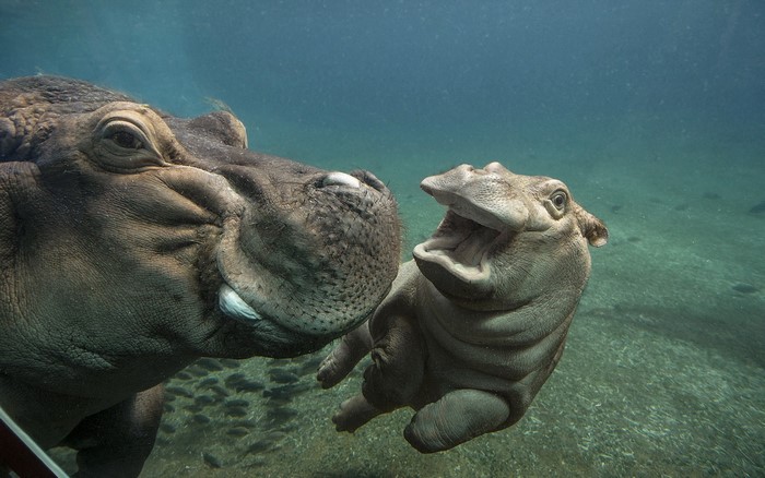 Two hippos swimming underwater