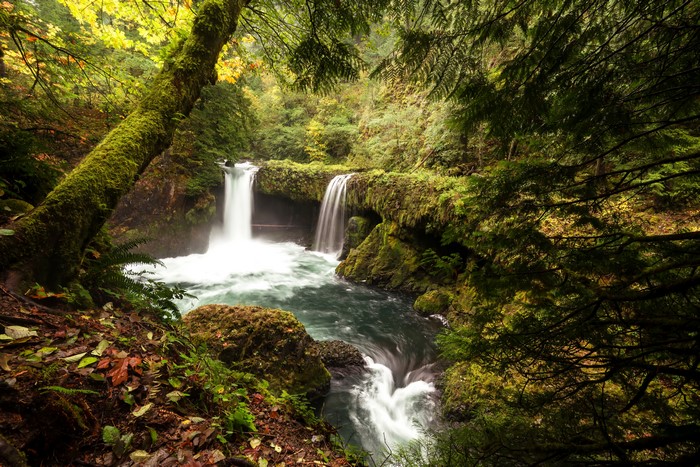 Silver Falls State Park Waterfall with Mossy Trees