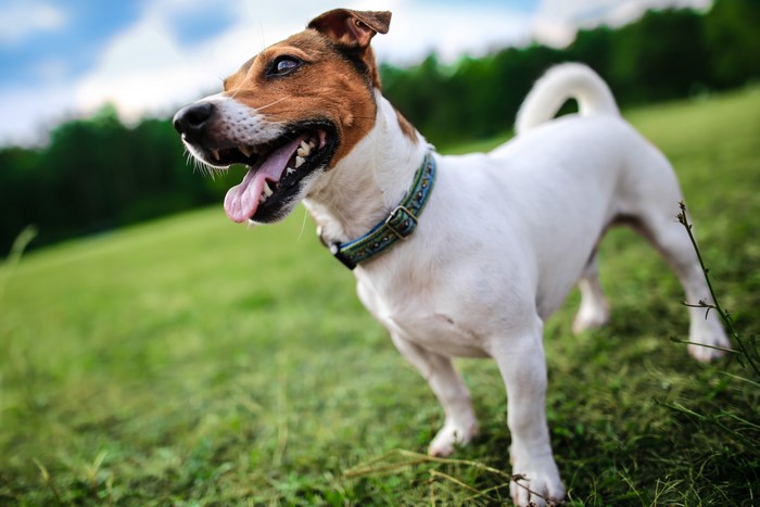 4K Jack Russell terrier dog in a field