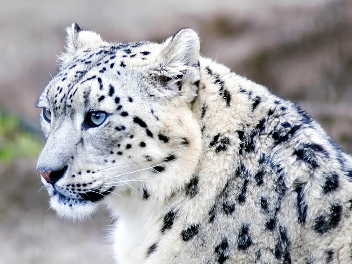 Close-up of a Snow Leopard's Face