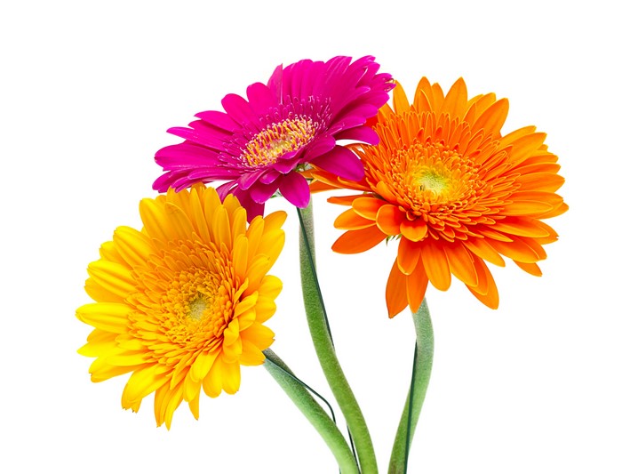 Three Gerbera Daisies in Pink, Orange, and Yellow