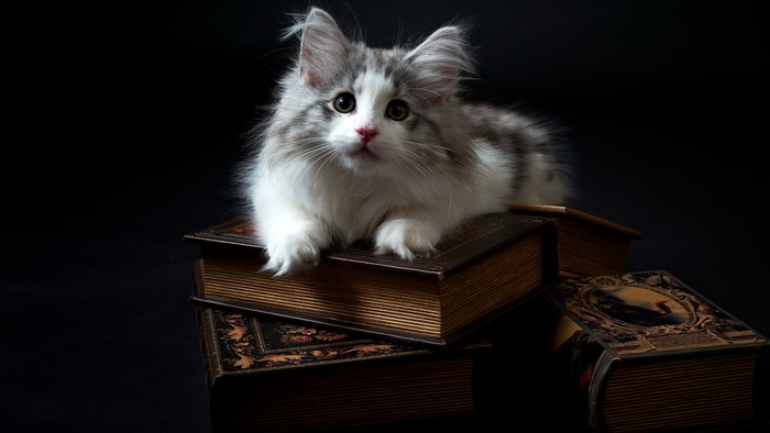Kitten on old books