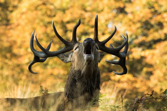 Red Deer Stag Roaring with Antlers