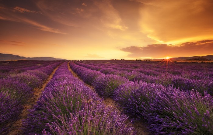 Lavender Field at Sunset