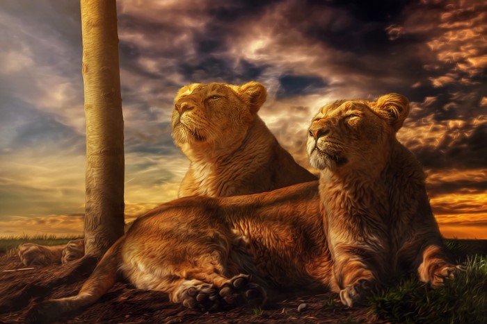 Two lionesses by a tree at sunset