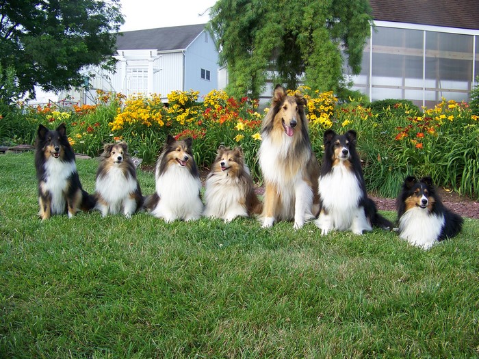 Seven Sheltie Shetland Sheepdogs sitting on grass in front of flowers
