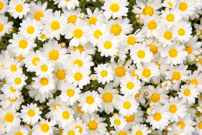 Many Camomiles