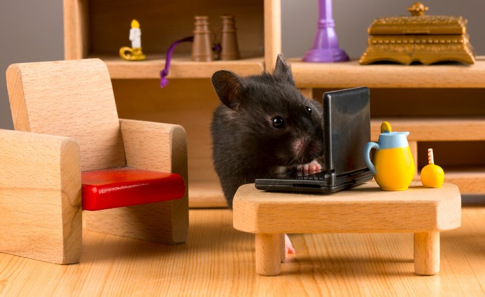 Black hamster using a laptop at a miniature desk