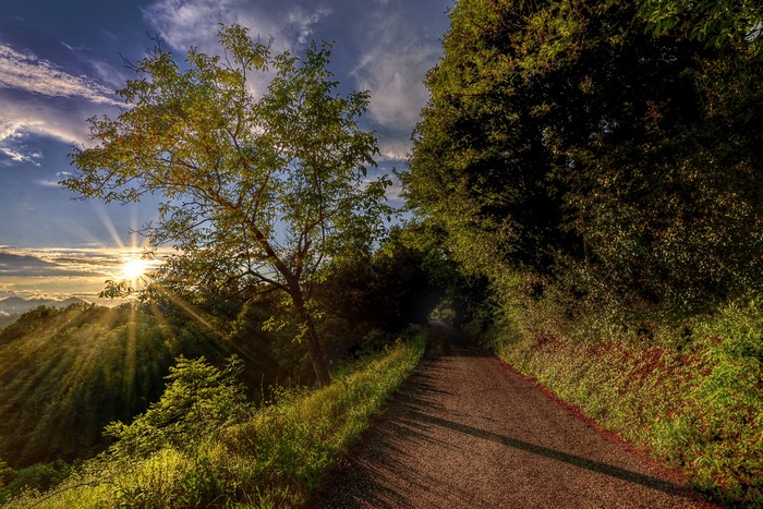 Road through trees with sun rays