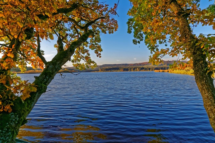 Autumn trees by a lake in Germany