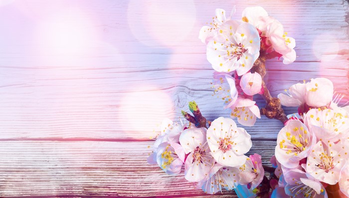 Flowering tree branches on wooden background