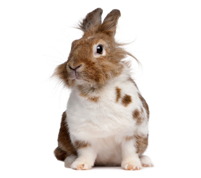 Brown and white rabbit sitting