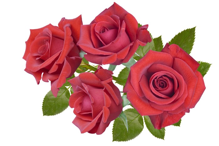 Four Red Roses with Green Leaves