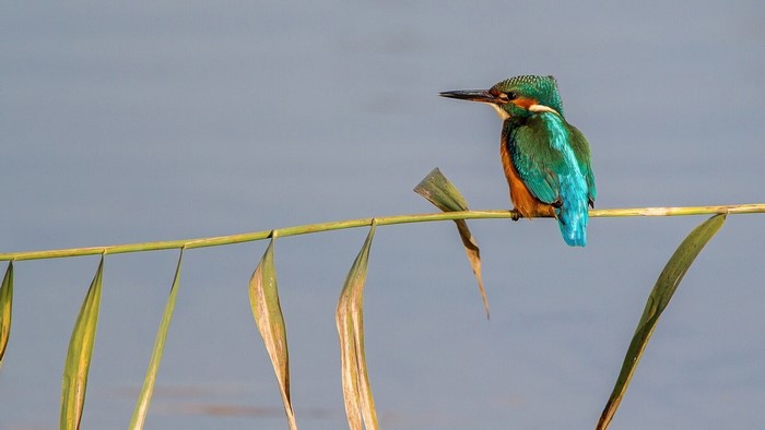Common Kingfisher perched on a reed