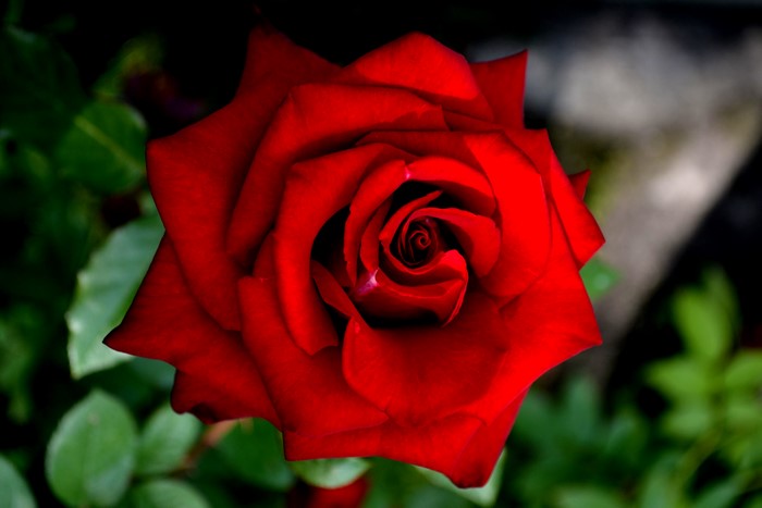 4K Red Rose Closeup
