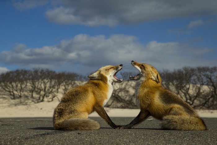 Two foxes fighting on a beach