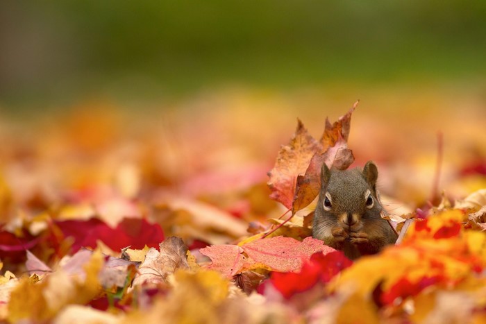 Squirrel in autumn leaves
