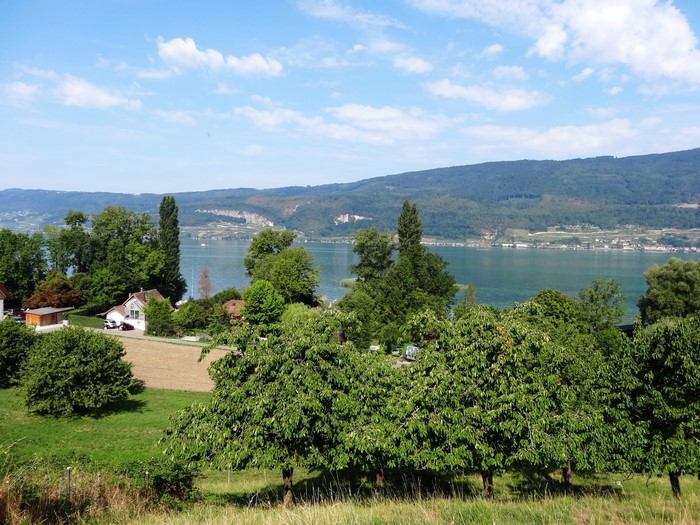 Lake Geneva with trees and houses in Switzerland