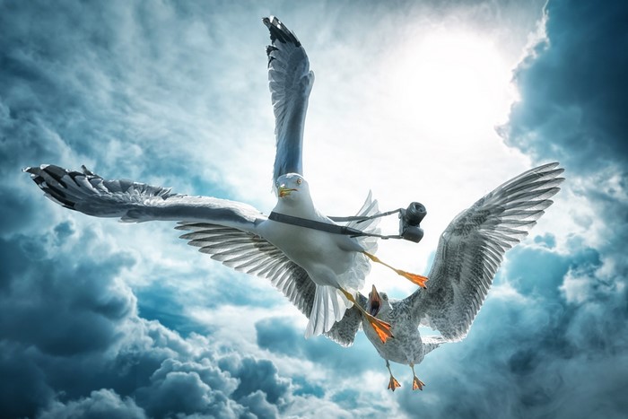 Two seagulls flying in the sky, one with a camera