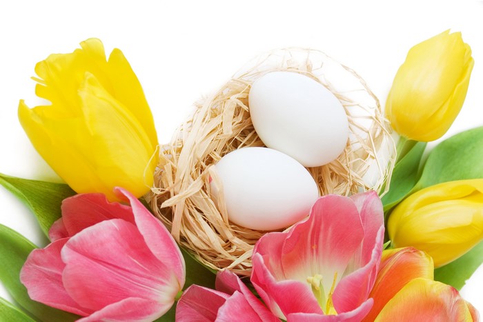 Easter eggs in a nest with tulips
