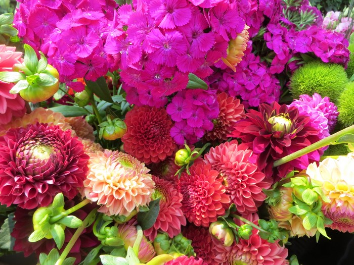 Vibrant Pink and Red Dahlias with Carnations