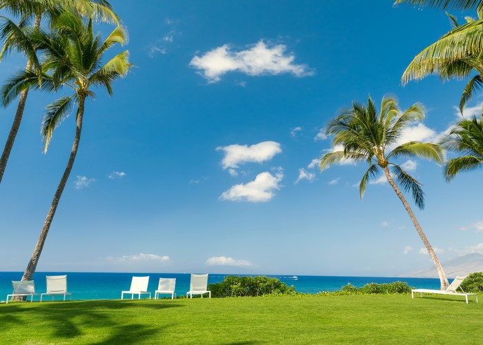 Tropical Coast with Palm Trees and Lounge Chairs