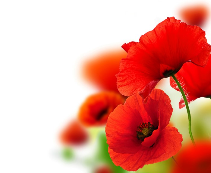 Red Poppies Closeup