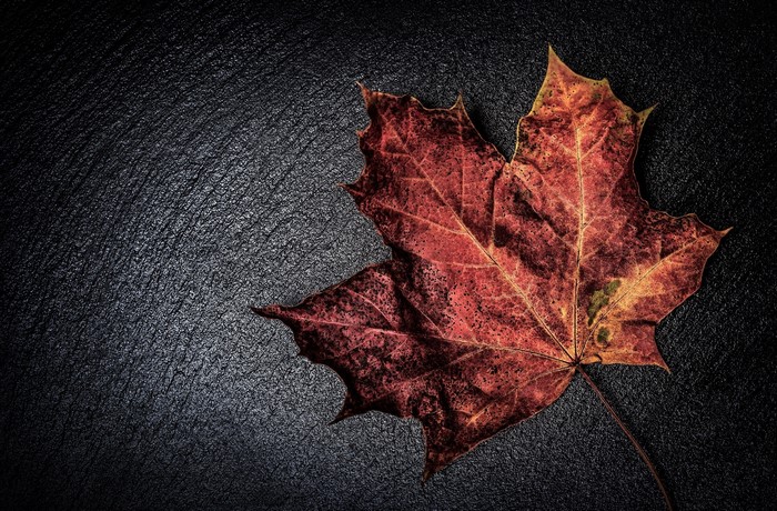 Red maple leaf on dark textured surface