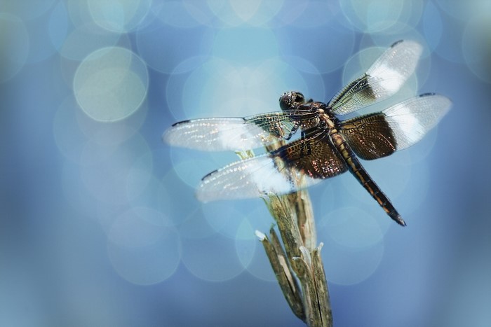 Dragonfly perched on a dry plant stem