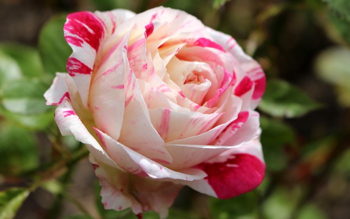 Close-up of a bi-colored rose with pink and white petals