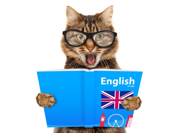 Cat wearing glasses reading an English book