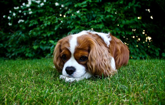King Charles Spaniel dog lying on grass