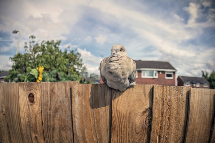 A pigeon sits on a wooden fence