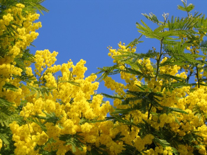 Yellow mimosa flowers against a blue sky