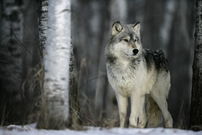 Wolf in a snowy forest with birch trees