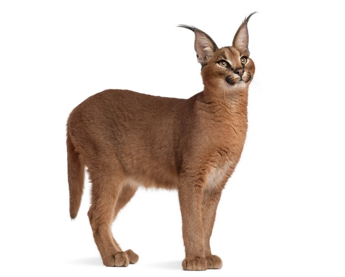 Caracal standing against a white background