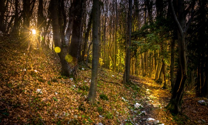 Sunlight filtering through trees in an autumn forest