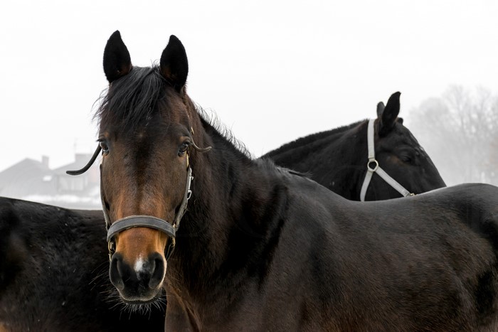 Two horses in a foggy landscape