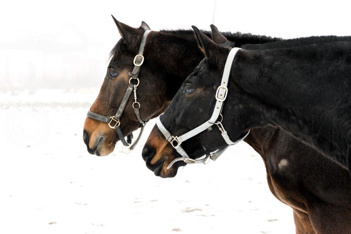 Two Horses in Snow