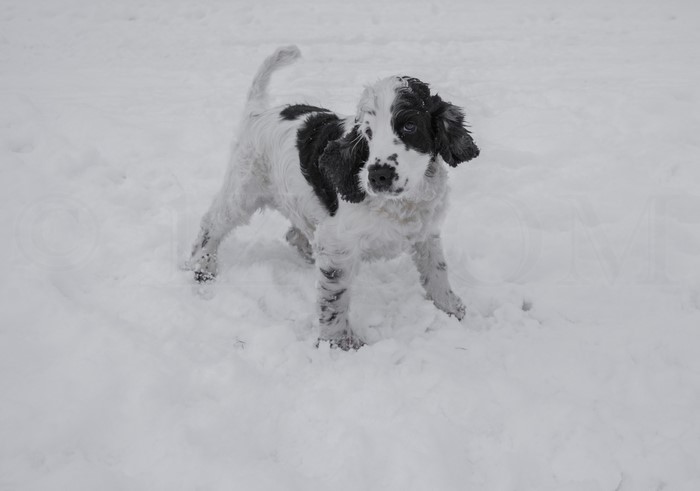 English Cocker Spaniel puppy in snow