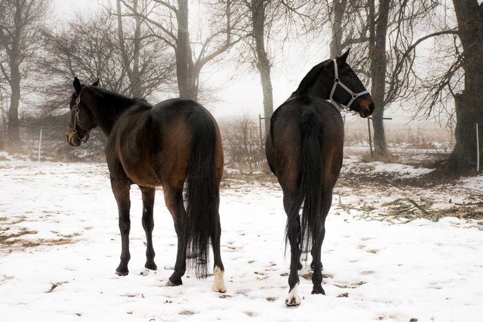 Two horses in the snow