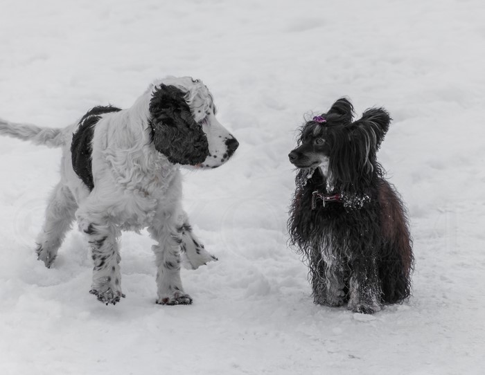 English Cocker Spaniel and Chinese Crested dogs in snow