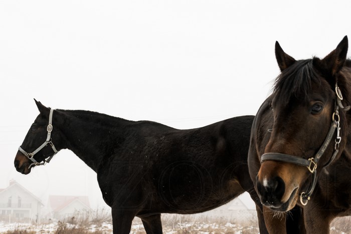 Two horses in a foggy landscape