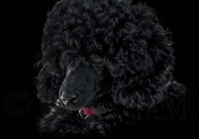 Black Poodle Dog Portrait