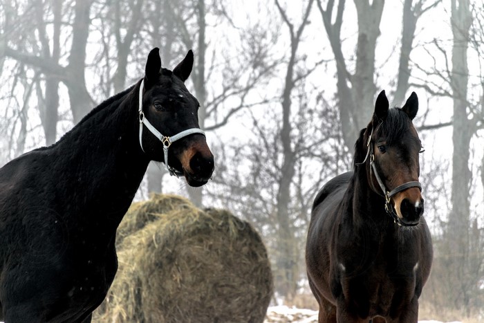 Two horses in a misty forest with hay bales