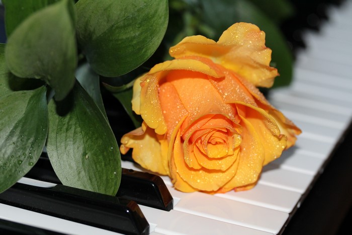 Yellow rose on piano keys with green leaves